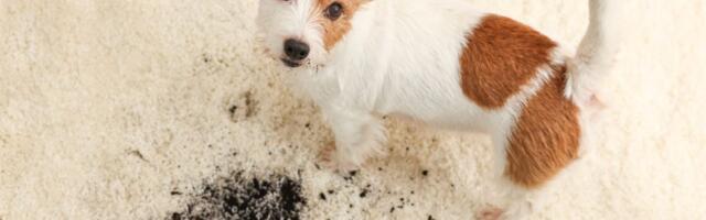 "Ne zanima me da li su mu šape blatnjave: Moj pas uvek će spavati u mom krevetu", tvrdi jedna vlasnica