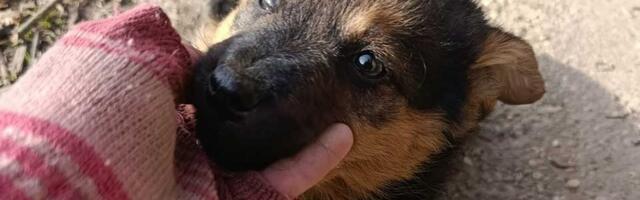 Udomi, ne kupuj: Juci je trenutno dom stara, hladna šupa – i pokušava da preživi