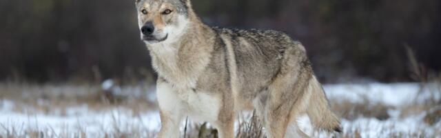 Napad usred bela dana: Vuk ugrizao ženu u najprometnijoj ulici nemačke metropole