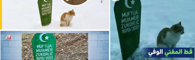 Engleski, arapski i turski mediji o mačku koji ne napušta mezar rahmetli Muftije Zukorlića