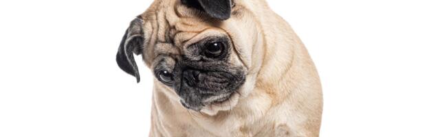 Vaš pas iznenada postaje povučen i tih: Ne ignorišite tu promenu, ona često ukazuje na OVAJ PROBLEM