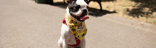 Tri napada pasa u dva dana u Beogradu: Da li je problem u rasi ili u vlasnicima?