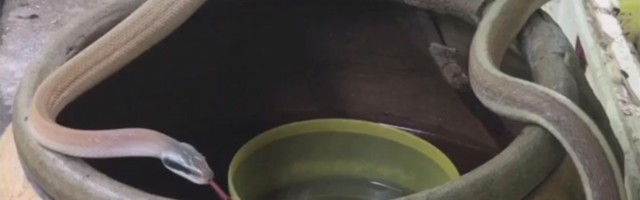 Zmija ožednela, pa našla monaha (VIDEO)
