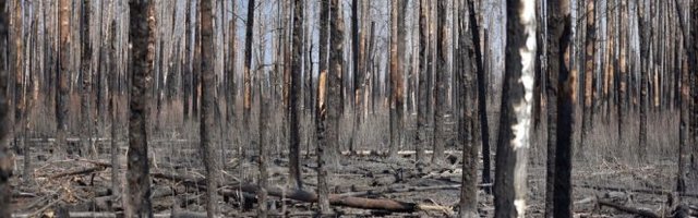 (VIDEO) APOKALIPSA! POŽAR OPUSTOŠIO SVE! Hektari spaljenih šuma kod Černobilja!