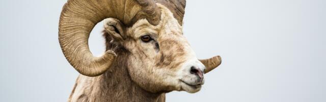 Ovan zaglavio u zatvoru zbog ubistva komšinice