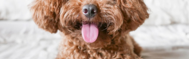 Boja dlake pokazuje koliko će pas živeti!