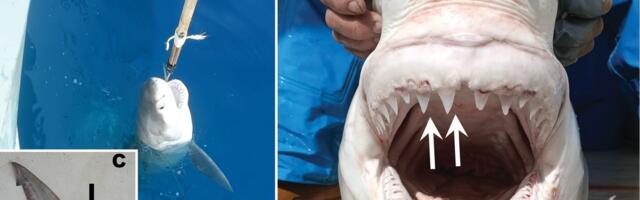 One su „populacija duhova“: Slučajni ulov velike bele ajkule doveo do velikog istraživanja