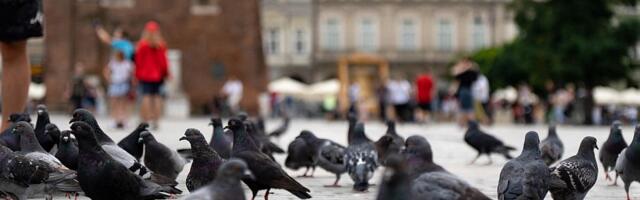 Krakov će gradskim golubovima davati sredstvo za kontracepciju