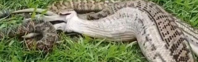 (UZNEMIRUJUĆE) PECU (30) PROGUTALA ZMIJA DUGA 7 METARA Meštani rasporili gmizavca: "KAKO JE MOJ BRAT ZAVRŠIO OVAKO"
