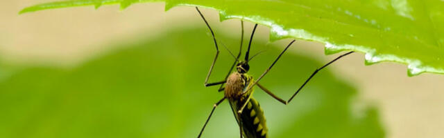 Почела акција сузбијања ларви комараца у Београду