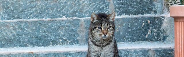 Mače prvi put videlo sneg, snimak obišao celu planetu: Milion ljudi uživaju u ovom videu