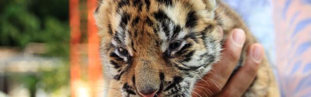 Selfi sa tigrom postao je viralni trend: Iza slatkih fotki krije se tamna strana turističkih atrakcija