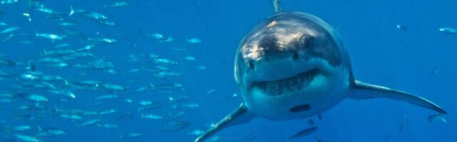 Tužno: Velika bela ajkula na ivici opstanka u Sredozemnom moru