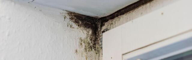 Stavite ovu biljku u spavaću sobu i nestaće sva vlaga i buđ! Ljudi ne veruju koliko je lako