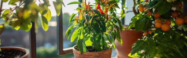 Brza bašta iz saksije: Povrće koje u aprilu uspeva čak i na balkonu