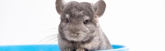 U prirodi vulkanski pepeo, u kavezu fini prah: Kako činčile uspevaju da se okupaju bez ijedne kapi vode