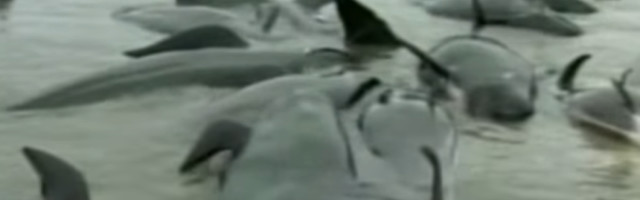 Preko 100 sisara se nasukalo na obalu i uginulo (VIDEO)