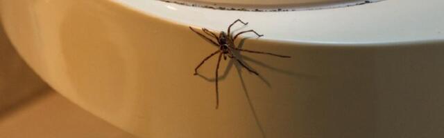 Trikovi kojima ćete zauvek oterati pauke iz kuće