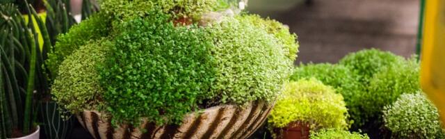 Najsrećnija biljka - nije zahtevna, a veruje se da donosi sreću i veselje u dom (FOTO)