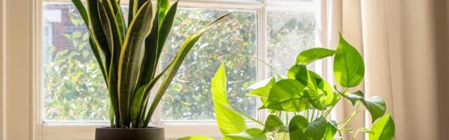 OVE 3 sobne biljke prečišćavaju vazduh: Unesite ih u dom - pluća će vam biti zahvalna