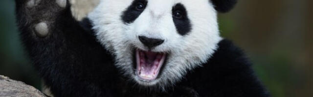 Hiljade posetilaca u Tokiju opraštaju se od poslednjih pandi u Japanu