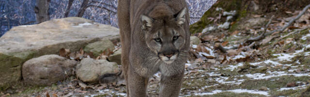 Пума усмртила планинарку након више од две деценије