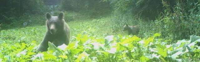 ZABRINJAVAJUĆI SNIMAK KRUŽI MREŽAMA: Medvedi slobodno šetaju ulicama kojima idu deca, načinjena havarija kod Travnika (VIDEO)