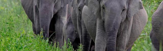 AMERIČKOG MILIONERA PREGAZILI SLONOVI DOK JE LOVIO U AFRICI: Erni Dosio (75) naleteo na pet ženki  sa mladunčetom, krdo ga ubilo na mestu!