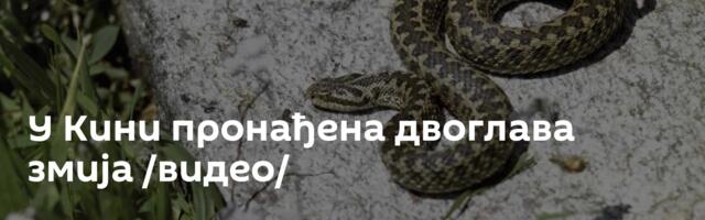 У Кини пронађена двоглава змија /видео/