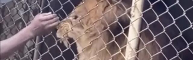 Dobio želju da pročačka lavu nos kroz ogradu i ostao bez prsta