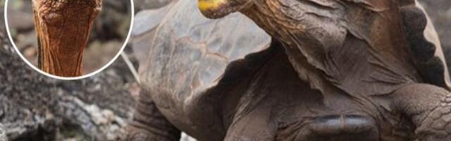 Kornjača Dijego - seksualni manijak koji je spasio svoju vrstu od izumiranja