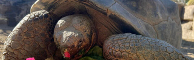 Угинула џиновска корњача Грема, стара око 140 година у зоо-врту у Сан Дијегу