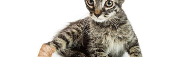 Neke mačke često pate zbog ARTRITISA koji vešto skrivaju: Umete li da prepoznate simptome ove bolesti