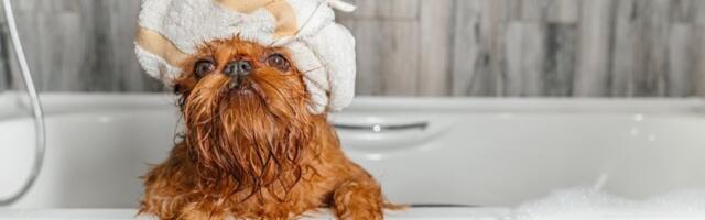 Psi će vam mirisati kao iz salona: Trik od 20 dinara koji čini čuda – bez kupanja i prehlade