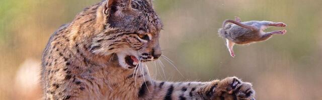 Razigrani ris, usnuli polarni medvedi, vrhunska kamuflaža: Najbolje fotografije prirode