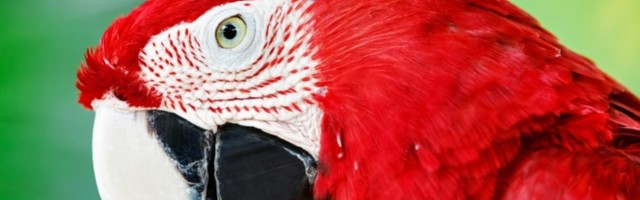 Papagaj ga probudio i spasio mu život dok je kuća bila u plamenu