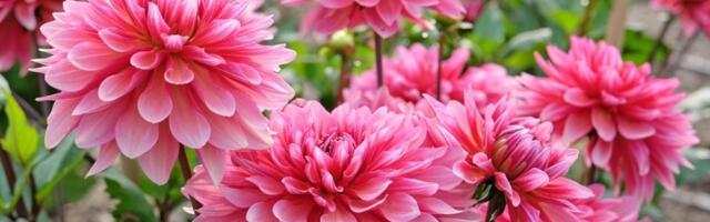 Dalija je cveće RASKOŠNE LEPOTE, a krasiće vašu baštu sve do kasne jeseni: Nije zahtevna - evo kako je uzgajati