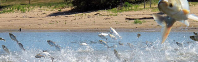 Трамп објавио рат азијском шарану