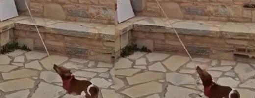 "PLAĆEN U GIROSIMA!" Zvonar kakvog još NISTE VIDELI: Nema ni metar visine, ali je RADNIK MESECA - Pogledajte scenu koja je raznežila i najtvrđa srca! (VIDEO)