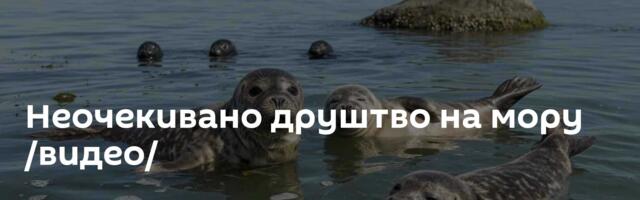 Неочекивано друштво на мору /видео/