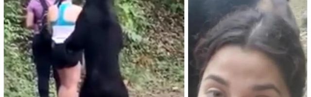 (VIDEO) O snimku ovog medveda i onome što je uradio BRUJI CEO SVET