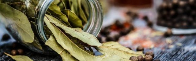 KORISTIMO GA KAO ZAČIN! Lovor je biljka sa HILJADU BLAGODETI - Čisti pluća, oporavlja srce i REŠAVA OVE PROBLEME!