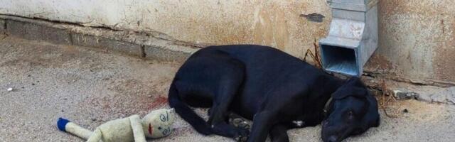 U Nišu otrovani psi, građani traže da se otkriju krivci – opasnost i za decu