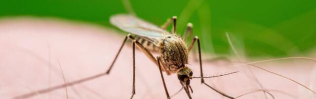 Uradite OVO i KOMARCI će BEŽATI od vas: Saveti stručnjaka koji je napisao knjigu o „našim najsmrtonosnijim predatorima“