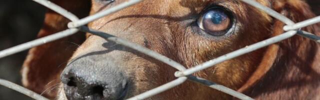 Džakarta zabranila konzumaciju i prodaju mesa pasa, mačaka i slepih miševa