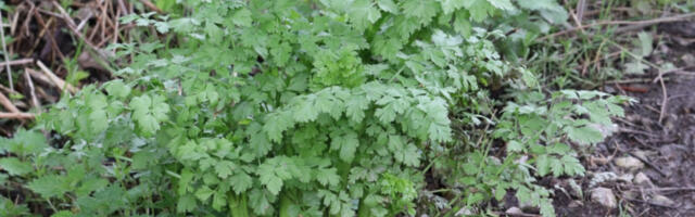 OVA BILJKA JE VEOMA SMRTONOSNA, A LIČI NA OBIČAN PERŠUN: Nadimak joj je "prsti mrtvaca" (FOTO)