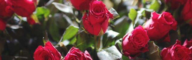 Ove prelepe biljke nemojte saditi blizu ruža: Potpuno će ih uništiti