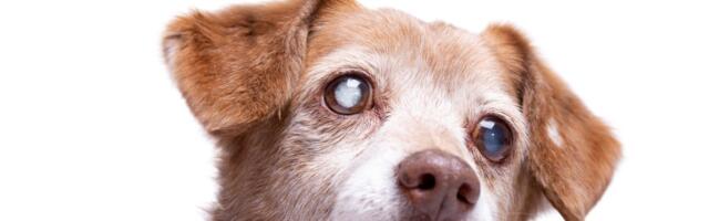 Kako prepoznati PRVE ZNAKE SLEPILA kod psa: Jedan je najčešći, ima veze sa NAMEŠTAJEM