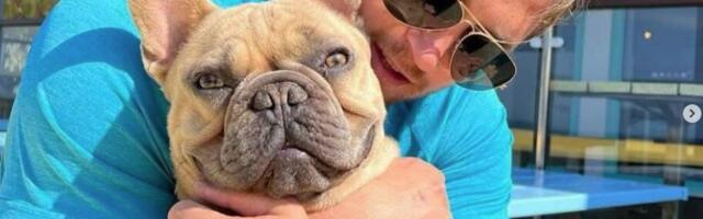 Pas postao zvezda na društvenim mrežama: Stolar ostavio posao kada je njegov buldog počeo da zarađuje više para!