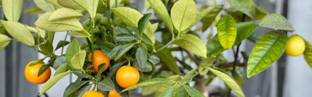 Domaći limun sa balkona: Jednostavni trikovi za mirisne plodove